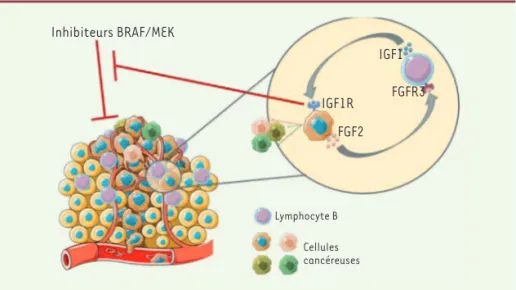 Figure 2. Mécanisme de résistance des cellules de mélanome aux thérapies ciblées relayé par les  lymphocytes B