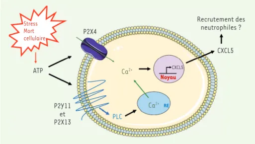 Figure 1. Rôle des récepteurs purinergiques dans la réponse calcique induite par l’ATP extracellu- extracellu-laire et la sécrétion de la chimiokine CXCL5 par les macrophages humains dérivés de monocytes