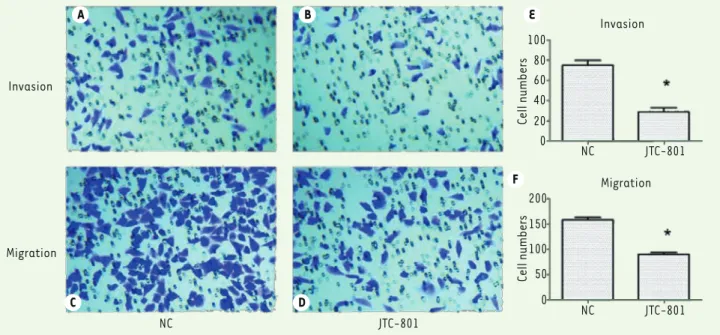 Figure 2. JTC-801 effectively inhibits M14 cell migration and invasion. A-D, M14 cell invasion and migration are shown after JTC-801 treatment (200 