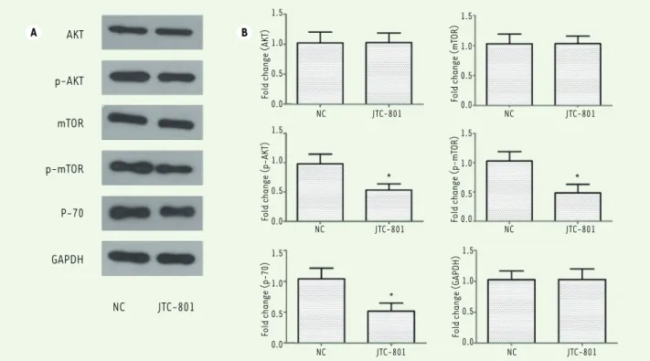Figure 4. JTC-801 regulates the biological behavior of M14 cells through the down-regulation of the PI3K-Akt-mTOR pathway