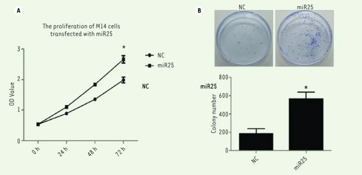 Figure 2. A strong expression of miR-25 is associated with an increase of melanoma M14 cell proliferation