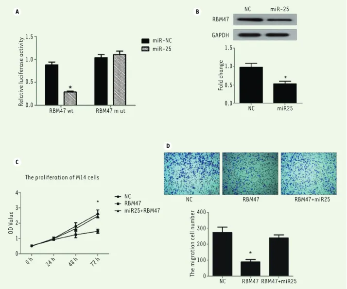Figure 5. miR-25 targets the RNA-binding protein 47. (A) Luciferase-based reporter gene assay detects RBM47 inhibition by miR-25 through the  targeting of its promoter