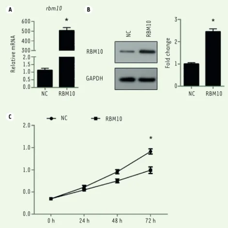 Figure 1. Overexpression of RBM10 suppresses growth of U2OS osteosarcoma cells. (A) U2OS cells  were transfected with pcDNA3.1-RBM10