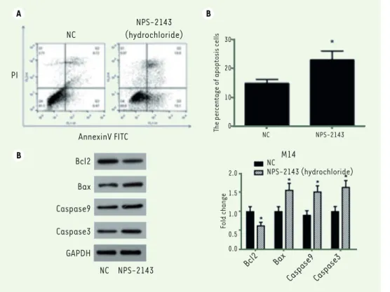 Figure 5.  NP-2143 treatment  induces apoptosis of M14 cells  and regulates the expression of  apoptosis-related proteins