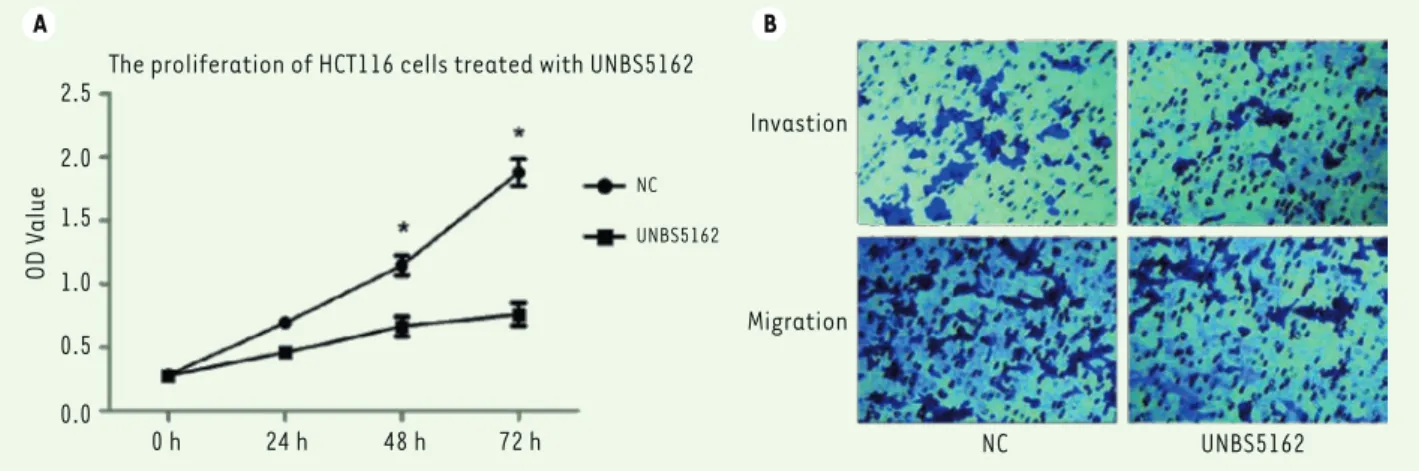 Figure 1. UNBS5162 inhibits the proliferation and mobility of HCT116 cells. A. Proliferation of HCT116 cells treated with UNBS5162 or DMSO (NC)  for 72 h