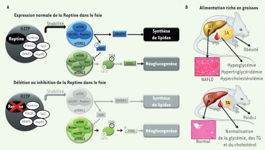 Figure 1.  La Reptine régule la signalisation mTOR et le métabolisme glucido-lipidique dans le foie