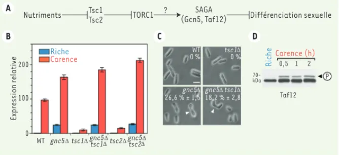 Figure 1. Le co-activateur transcriptionnel SAGA fonctionne en aval de TORC1. Le co-activateur  transcriptionnel SAGA (Spt-ada-gcn5-acetyl-transferase) régule l’expression des gènes de  dif-férenciation en aval de TORC1 (target of rapamycin complex 1)  et 