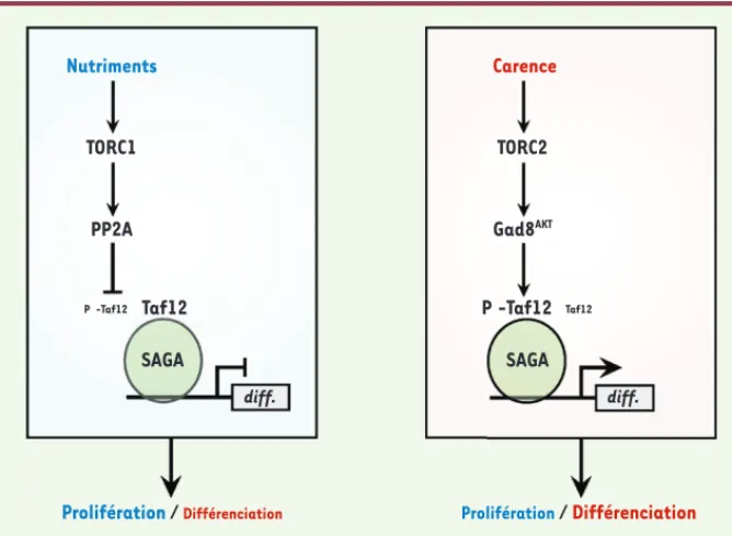 Figure 2.  Rôle du co-activateur SAGA sur l’équilibre entre prolifération et différenciation  sexuelle