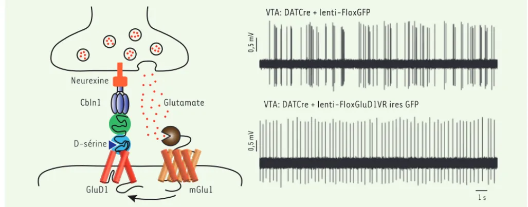 Figure 1. Couplage fonctionnel du canal GluD1 avec le récepteur mGlu1. À gauche. Échafaudage transsynaptique impliquant le canal GluD1 et  couplage fonctionnel avec le récepteur mGlu1