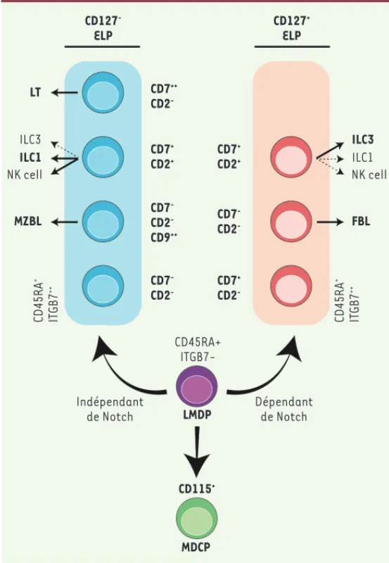 Figure 2. Modèle bipartite du développement lymphoïde dans l’espèce humaine. 