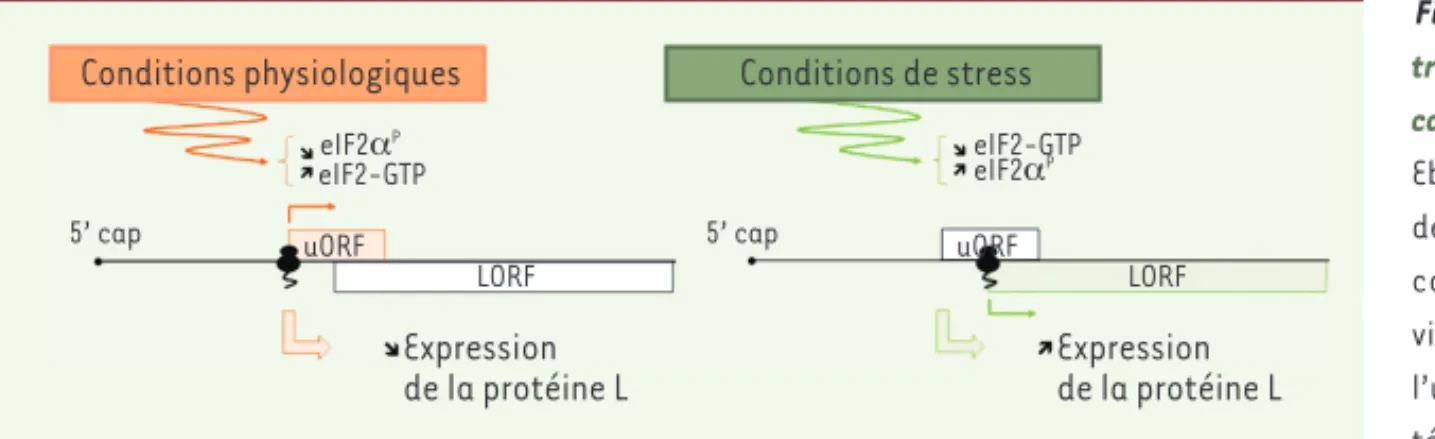 Figure 4.  Subversion de la machinerie de  traduction cellulaire pour assurer la  répli-cation des filovirus
