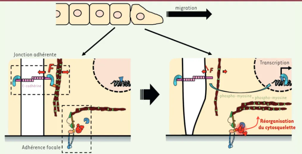 Figure 1. Induction mécanique de la transcription dépendante de la b-caténine et impliquant la tension de l’E-cadhérine en réponse au remodelage  du cytosquelette induit par l’activation de FAK (focal adhesion kinase)