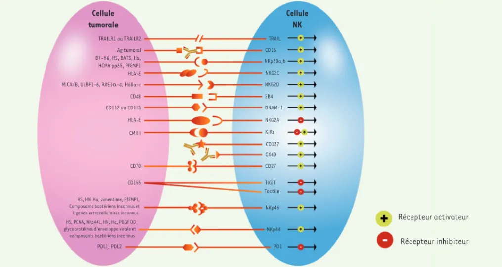 Figure 1. Les récepteurs des cellules NK et leurs ligands (adaptée d’une illustration originalement publiée par Chester et al