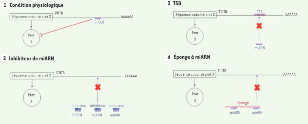 Figure 3. Schémas représentant les différentes approches pour inhiber un miARN. 1. Condition physiologique : le miARN va se fixer au 3’UTR de  sa cible et entraîner une inhibition de sa traduction ou une dégradation de son ARNm