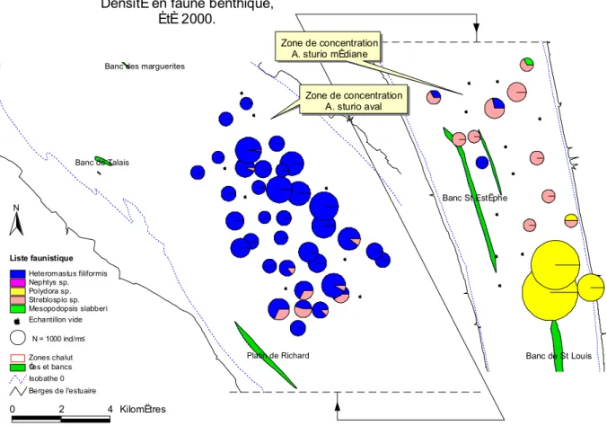Figure 17 : Densité en faune benthique pour les échantillons prélevés en juin 2000 dans et autours des zones de  concentration médiane et aval des juvéniles d'A