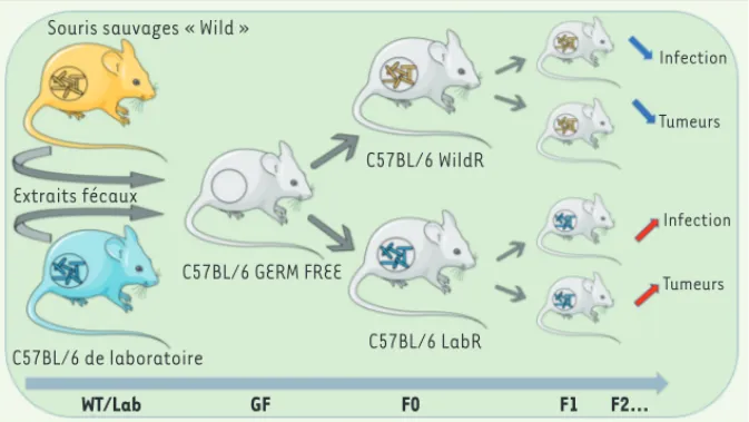 Figure 1. Mise en place d’un modèle d’étude expérimental in vivo chez la souris comprenant un  microbiote naturel