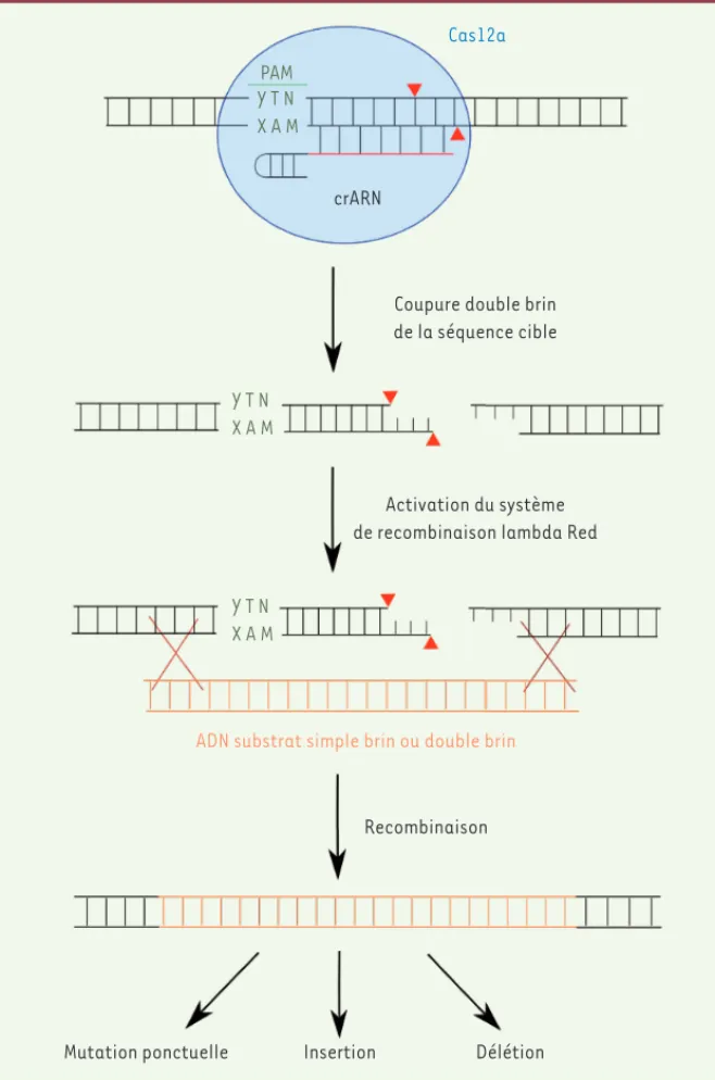 Figure 1. Manipulation du génome bactérien  par association du système CRISPR/Cas12a  et de la recombinase lambda Red