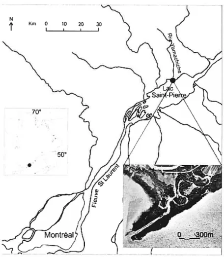 Figure 2.1. Localisation du site d’éttide: Le delta de la Yamachiche (photographie HMQ9713), petit tributaire du fleuve Saint-Laurent au niveau dti lac Saint-Pierre, Québec méridional.