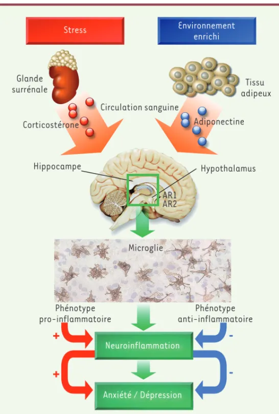 Figure 3.  Schéma illustrant comment l’environnement enrichi pourrait lutter  contre les comportements anxio-dépressifs induits par le stress