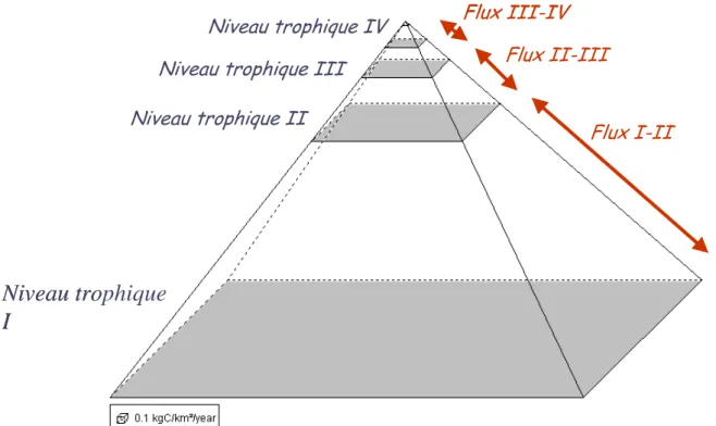 Figure 5. Pyramide trophique de l’estuaire de la Gironde 