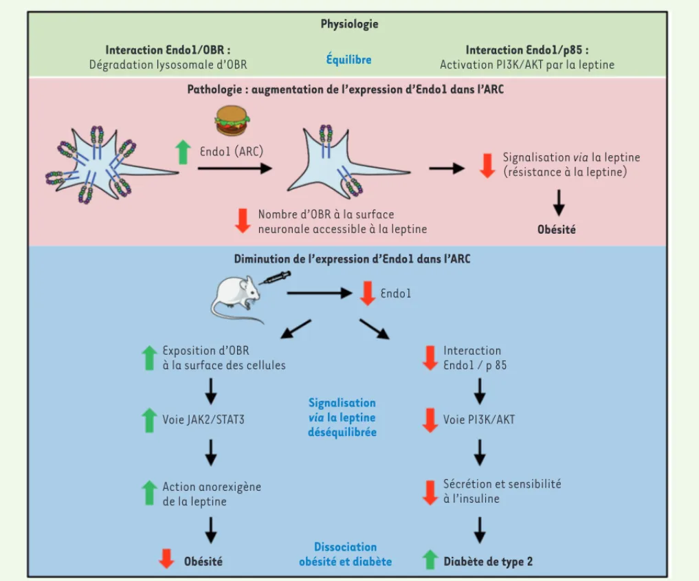Figure 1. Endospanine 1, médiateur d’une signalisation biaisée d’OBR, conduit à une dissociation entre obésité et diabète de type 2