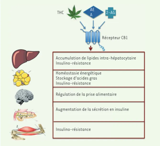 Figure 1. Effets de l’activation du récepteur CB1 en fonction des organes. L’anandamide (AEA), et  le 2-acylglycérol (2-AG) sont des ligands naturels du récepteur CB1