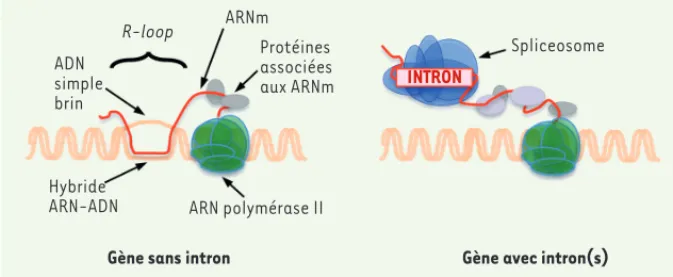 Figure 1. Les « R-loops » : structure et formation sur les gènes avec ou sans introns