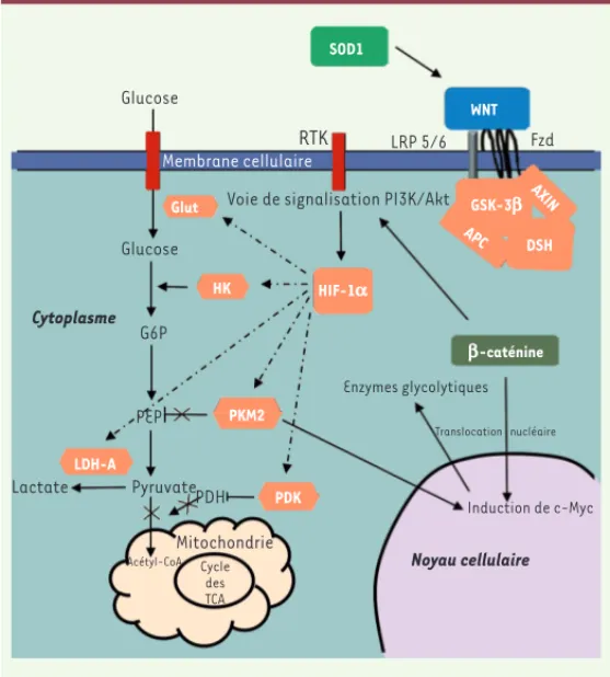 Figure 1. Interactions entre la voie WNT/b-caténine et la gly- gly-colyse aérobie dans la sclérose latérale amyotrophique (SLA)