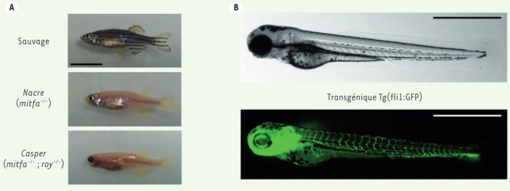 Figure 2. Exemples de poissons zèbres modèles utilisés pour la transplantation de cellules cancéreuses