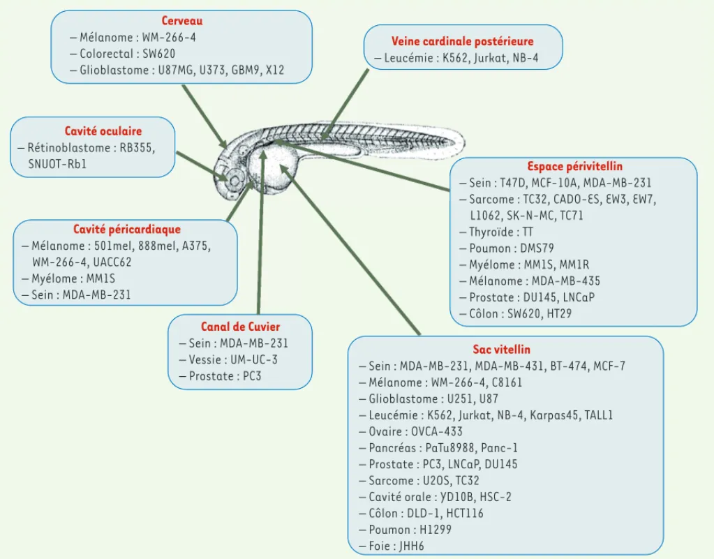 Figure 3. Illustration des sites d’injection les plus communs utilisés lors des expériences de xénotransplantation dans les embryons de poisson zèbre  de 2 jours