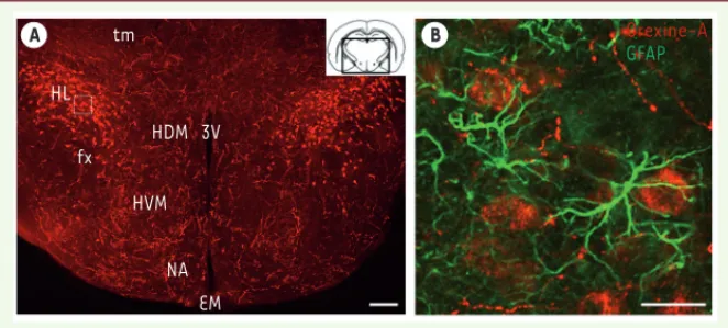 Figure 1. Localisation des neurones à orexine. A. Image en fluorescence, d’une coupe coronale de  cerveau de souris passant par l’hypothalamus latéral, prise au microscope confocal et montrant  la distribution bilatérale des neurones à orexine (en rouge) p