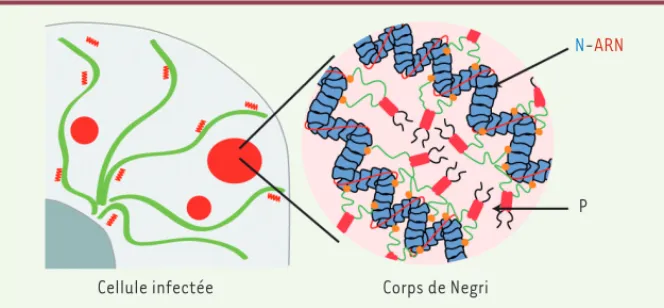 Figure 2. Schématisation d’un corps de Negri. Dans la cellule infectée, cohabitent quelques gros  corps de Negri en rouge (un ou deux par cellule qui se sont formés autour des génomes des virus  entrants), des corps de Negri de taille moyenne (formés autou