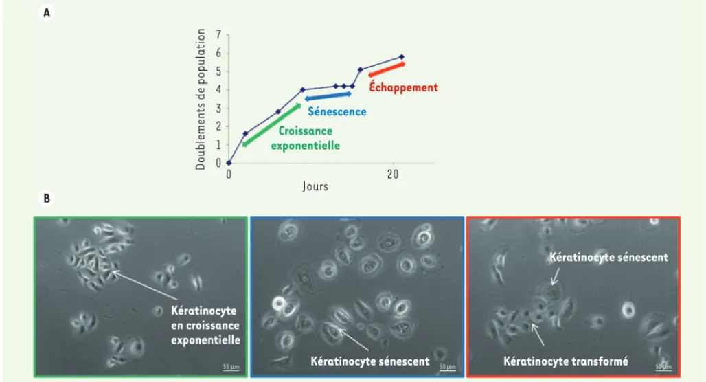 Figure 3. Génération de cellules transformées par échappement de la sénescence. A. Courbe de croissance de kératinocytes d’épiderme humain in  vitro