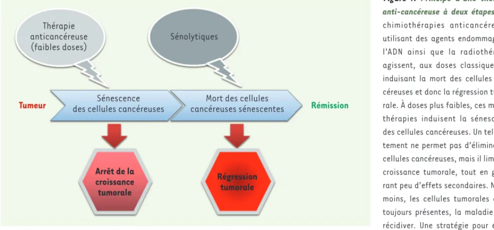 Figure 4.  Principe d’une thérapie  anti-cancéreuse à deux étapes. Les  chimiothérapies anticancéreuses  utilisant des agents endommageant  l’ADN ainsi que la radiothérapie  agissent, aux doses classiques, en  induisant la mort des cellules  can-céreuses e