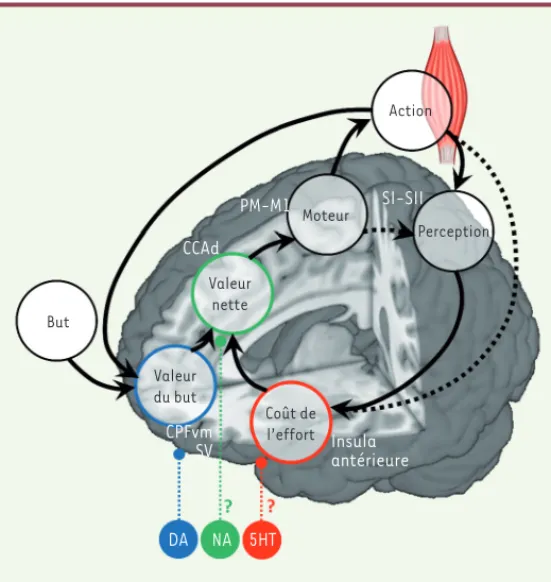 Figure 5.  Une implémentation plausible des processus motivationnels dans  le cerveau humain