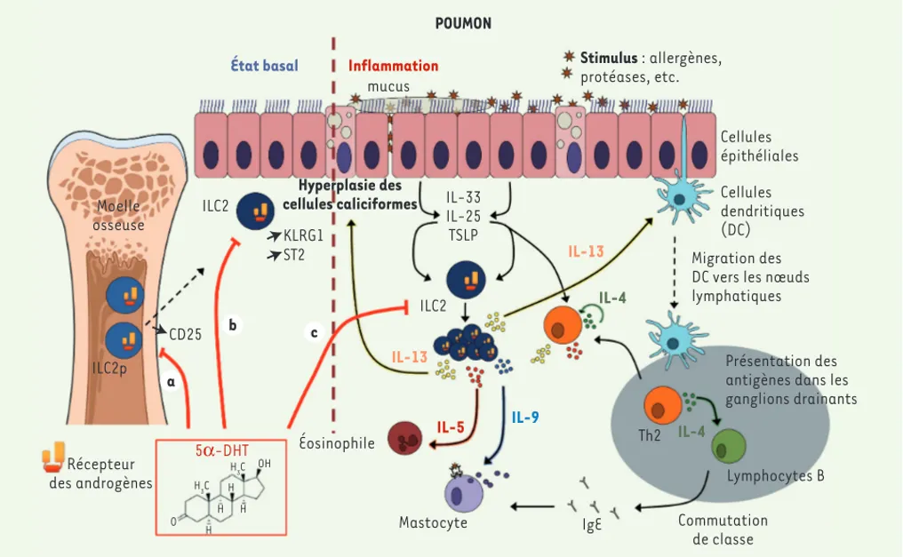 Figure 1. Mécanismes d’inhibition par les androgènes de l’inflammation pulmonaire de type 2