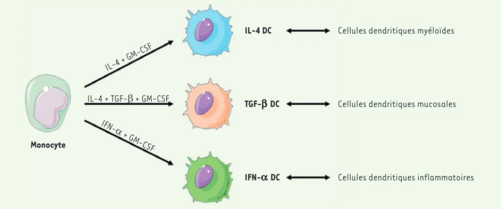 Figure 1. Schéma de différenciation des cellules dendritiques IL-4-DC, TGF-b-DC et IFN-a-DC à partir de monocytes isolés du sang