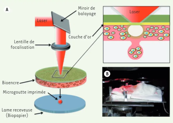 Figure 1.  Bio-impression assistée par laser. A.  Représentation schématique de la méthode de  bio-impression assistée par laser (LAB)
