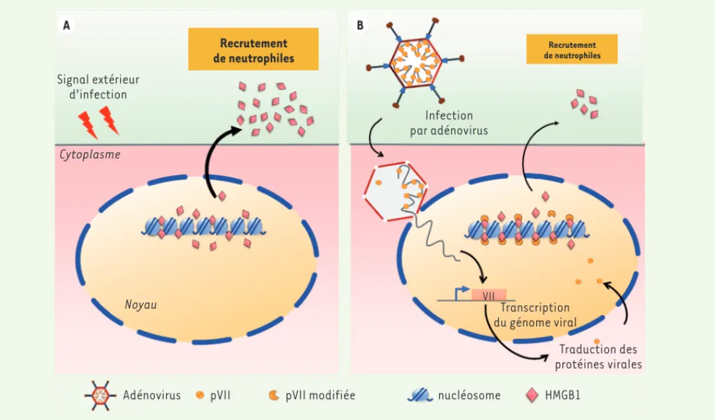 Figure 1. Inhibition de la signalisation inflammatoire par la protéine pVII de l’adénovirus par séquestration de la protéine HMGB1