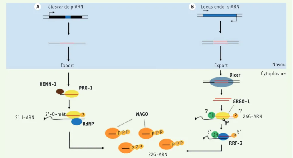 Figure 4. Voie de biogenèse des piARN et siARN chez C. elegans. A. Le transcrit de piARN est exporté dans le cytoplasme pour pouvoir être pris en  charge par la protéine Argonaute PRG-1 (piwi-related gene 1)