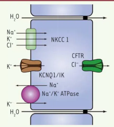 Figure 1. Sécrétion de chlorure et d’eau dans la  crypte de côlon. Le Cl -  entre dans la cellule, par  le co-transporteur basolatéral NKCC1,  accom-pagné du K +  et du Na + 