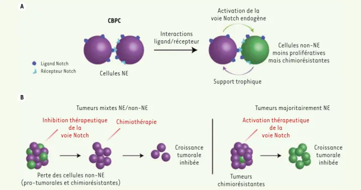 Figure 1. Activation de la voie Notch et hétérogénéité cellulaire dans le CBPC. A. La majorité des cellules dans le CBPC ont des caractéristiques de  différenciation neuroendocrine (NE) et expriment à leur surface des ligands de la voie Notch