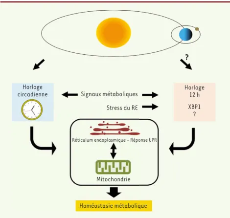 Figure 1. L’homéostasie métabolique de la cellule hépatique est contrôlée à la fois par l’horloge  circadienne et l’horloge de 12 h