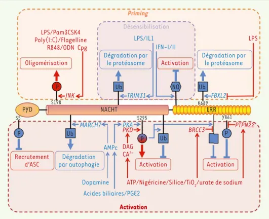 Figure 2.  Modifications post-tra- post-tra-ductionnelles de NLRP3  impli-quées dans la régulation de  l’in-flammasome