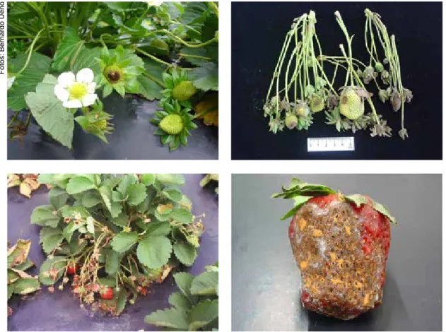 Figura 4. Sintomas de antracnose ou flor-preta (Colletotrichum acutatum) em flores e frutos  de morangueiro.