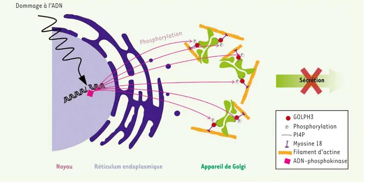 Figure 1. Effets des dommages à l’ADN sur l’appareil de Golgi. En réponse à un dommage à l’ADN, DNA-PK (DNA-phosphokinase) phosphoryle GOLPH3  (Golgi phosphoprotein 3), une protéine golgienne se liant au PI4P (phosphatidylinositol-4-phosphate, le phosphoin