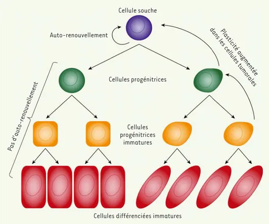 Figure 2.  Potentiel et plasticité  des cellules souches. Les cellules  souches permettent le  renouvel-lement des tissus adultes