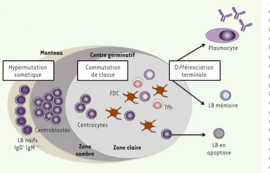 Figure 1. Processus de différen- différen-ciation des lymphocytes B au  sein du follicule B d’un organe  lymphoïde secondaire ou d’une  structure lymphoïde tertiaire