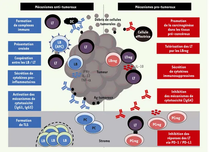 Figure 3. Mécanismes pro- versus anti-tumoraux développés par les LB infiltrant les tumeurs solides