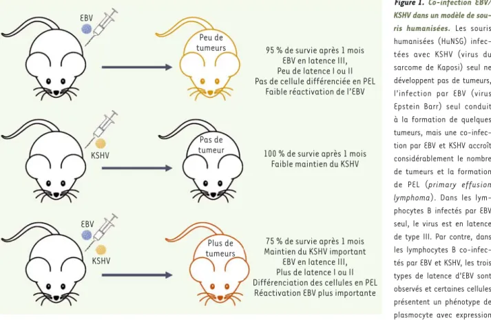 Figure 1.  Co-infection EBV/